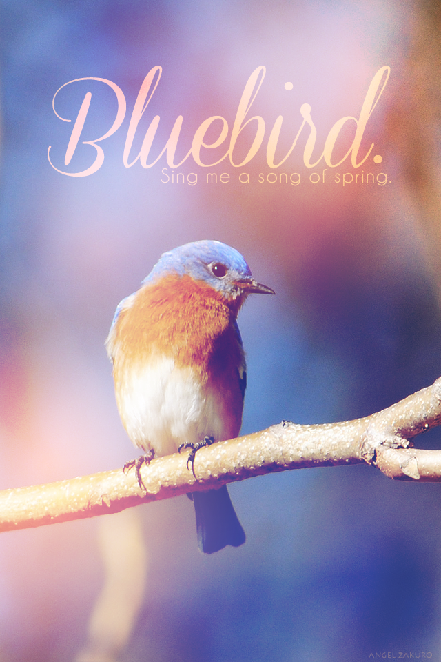 bluebird.